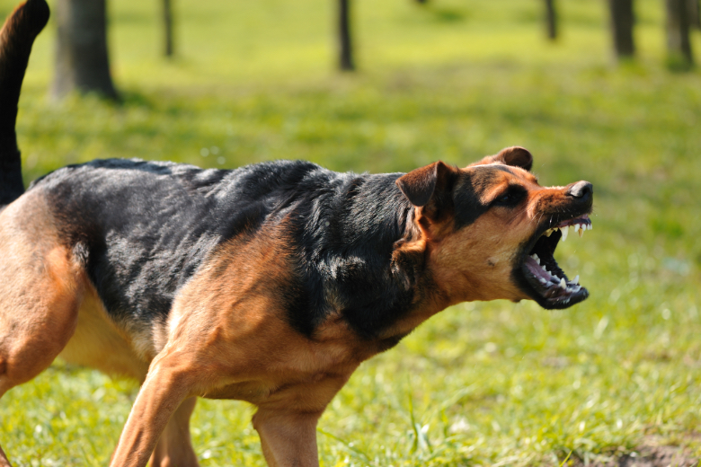 BBVA-OpenMind-Larsen-Cinco animales a los que deberias temer_2 La rabia mata a unas 59.000 personas en todo el mundo cada año y los perros son responsables de más del 99% de estos casos. Crédito: YuriyGreen/Getty Images