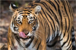 BBVA-OpenMind-Larsen-Podemos coexitir con grandes depredadores_2 Con más tigres pero un hábitat cada vez más reducido, no sorprende que aumenten los ataques de estos grandes felinos en la India. Crédito: James Warwick/Getty Images.