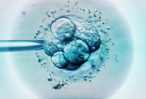 BBVA-OpenMind-Yanes-Asi fue la ciencia en 2023_5 En 2023 al menos dos equipos han publicado la creación de embriones humanos tempranos sintéticos a partir de células madre. Crédito: Science Photo Library /Getty Images.