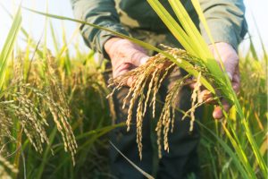 En el Innovative Genomics Institute, fundado por la pionera del sistema de edición genética CRISPR Jennifer Doudna, los investigadores intentan tunear los genes del arroz y del sorgo para mejorar la fotosíntesis. Crédito: Jxfzsy/Getty Images.