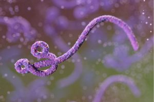 BBVA-OpenMind-Yanes-Existe la enfermedad X que teme la OMS_3 En 2015 la ONU publicó su primera lista de patógenos emergentes más preocupantes, todos virus, incluyendo desde el ébola (en la imagen) hasta el SARS. Crédito: Maciej Frolow/Getty Images.