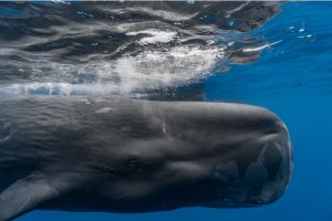 Sperm whales boast the largest brains on Earth, six times heavier than ours, enabling them to engage in complex problem solving. Credit: Alexis Rosenfeld / Getty Images. 