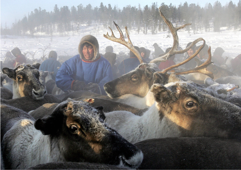 BBVA-OpenMind-Yanes-Son peligrosos los virus del hielo_2 Recent outbreaks of anthrax in Siberia, which have affected reindeer populations and human communities, have been linked to the possible reactivation of Bacillus anthracis spores in thawing permafrost. Credit: TATYANA MAKEYEVA/AFP via Getty Images.