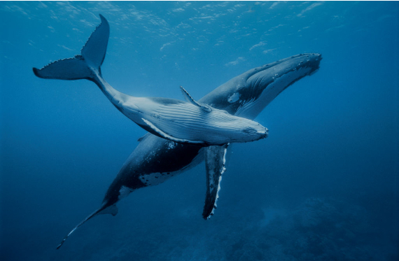 Whales play a key role in pumping up nutrients from the deep ocean through their feeding and defecation, resulting in more marine life and a richer ecosystem. Credit: Alexis Rosenfeld/Getty Images.