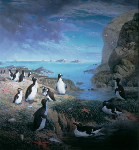 The similarity between the true penguin of the north and the false penguins of the south is a case of convergent evolution, in which distant species develop similar adaptations. Credit: The Natural History Museum / Alamy Stock Photo