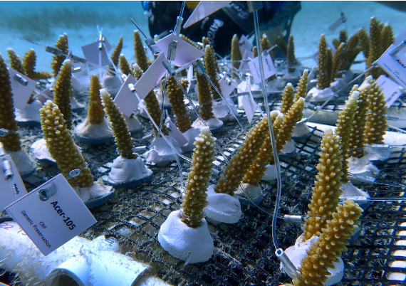 BBVA-OpenMind-Yanes-Puntos de inflexion del clima viaje sin retorno_3 LCoral disappearance will lead to the collapse of coral-dependent marine communities and the loss of coastal protection. Credit: Carolyn Cole / Los Angeles Times via Getty Images.