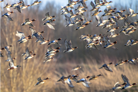 BBVA-OpenMind-Yanes-Asi afecta el cambio climatico a las migraciones de las aves_4 Los datos revelan que en el último medio siglo se ha perdido hasta un 40% de las poblaciones de algunas especies. Crédito: CreativeNature_nl/Getty Images.