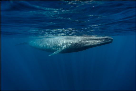 BBVA-OpenMind-Yanes-El gen del tamano y otros secretos biologicos de animales record_1 El promotor de un gen llamado NCAPG podría estar implicado en la baja incidencia de cáncer en las grandes ballenas. Crédito: eco2drew/Getty Images.