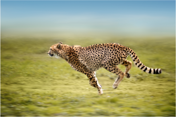 BBVA-OpenMind-Yanes-The fastest animal on land is the cheetah, whose true top speed is usually around 104 km/h. Credit: Freder/Getty Images.