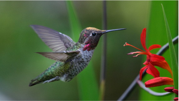 BBVA-OpenMind-Yanes-Hummingbirds beat their wings up to 5,400 times per minute, which requires a metabolism 100 times faster than that of an elephant. Credit: picaday/Getty Images.